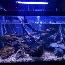 20 Gallon Fish Tank 
