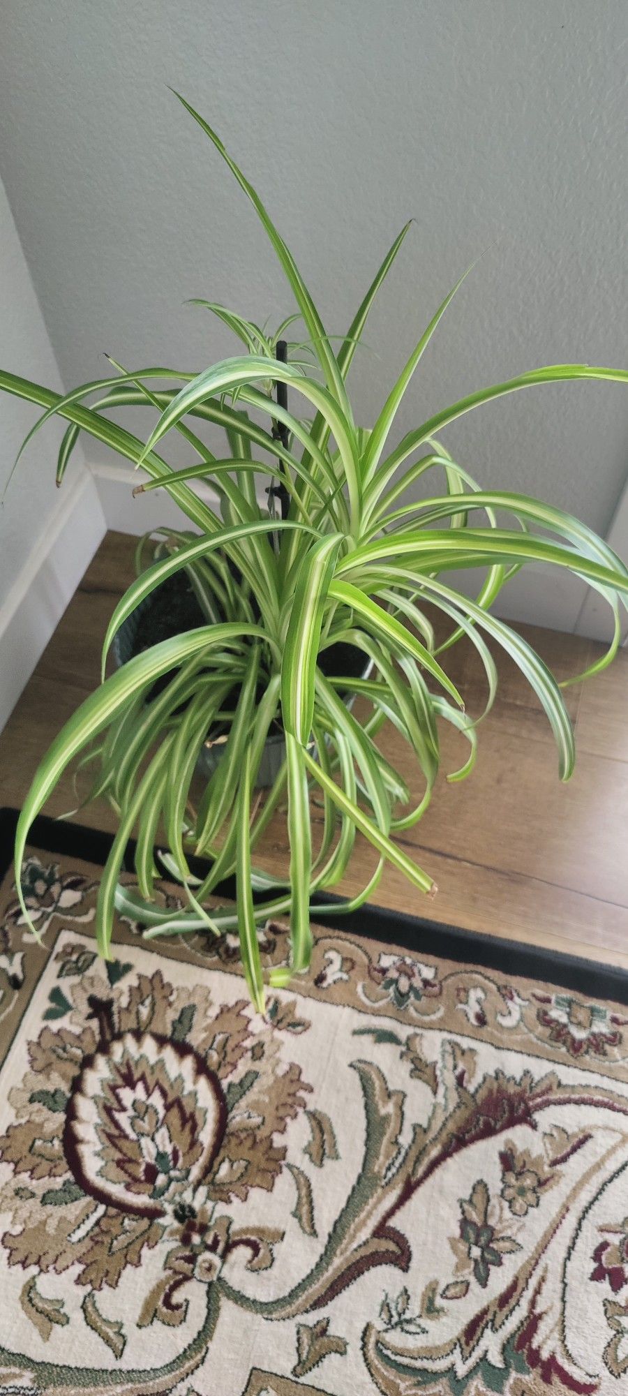 Beautiful Spider Plant