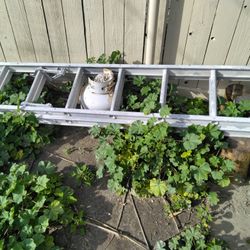 3 Ladders For Painting 