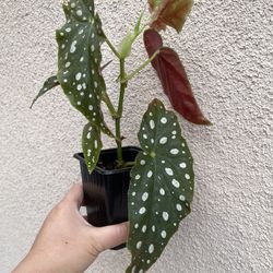 Beautiful Begonia Maculata Plant