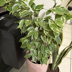 ♥️VARIEGATED Weeping Fig Low maintenance & stress-reducing, perfect for busy plant lover♥️