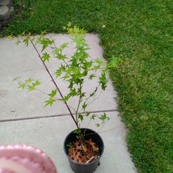 Green Japanese Maple Change Color If Weather Cold 