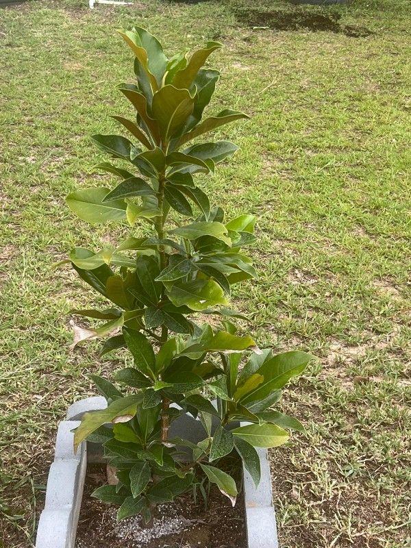 Plantas Para La Venta
