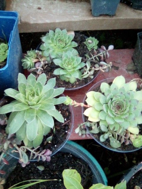 Combination Jade And Succulent PlantS
