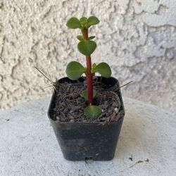2 Inch Pot Succulent Plant - Portulacaria Afra - Elephant Bush - Drought Resistant - Rooted & Established 🪴 Perfect Baby & Wedding Shower Favors