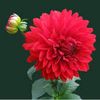 Bsavi
