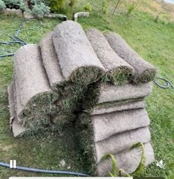 Grass fresh