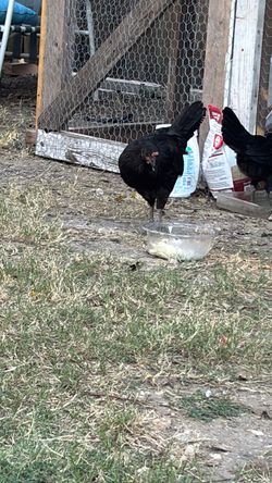 Gallina