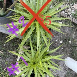 Plantas 