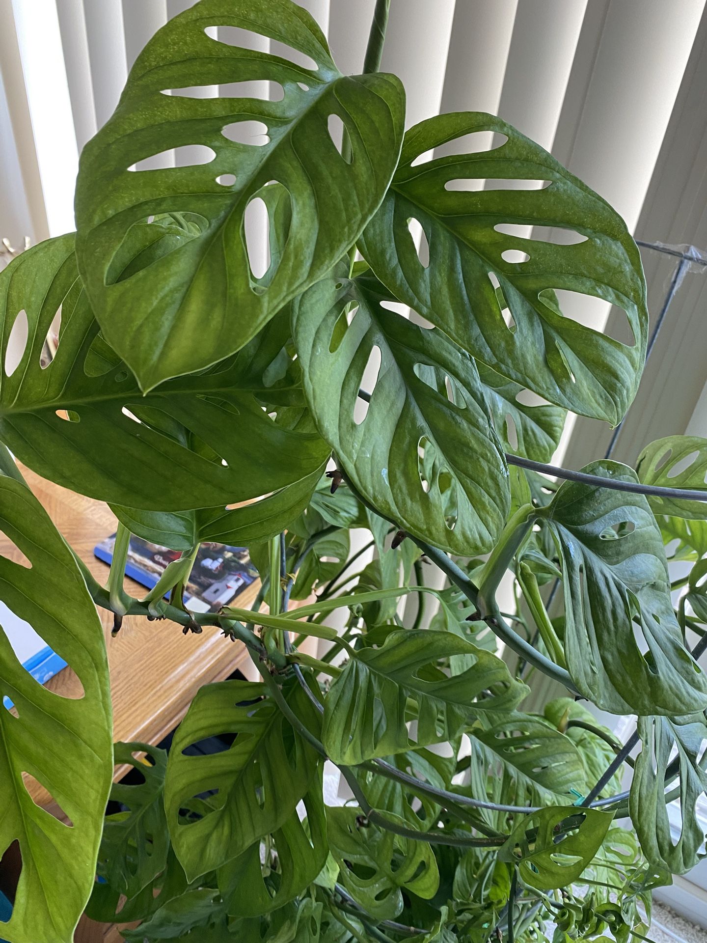 Swiss Cheese Huge Pot With Multiple Plants