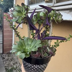 Beautiful Succulent Plants In A Pot
