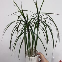 Dracaena Marginata - Dragon Tree