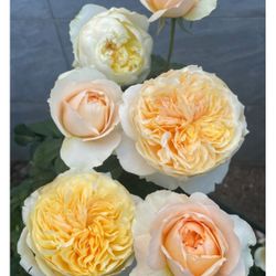 English Roses live plant 2 gallons Effie