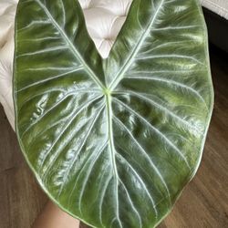 Alocasia Ivory Coast (Rare)