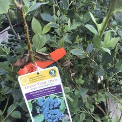 Blueberry Tree In 1 Gal Pot Self Fertile Free Yellow Iris plants In 2 Gallon Pot