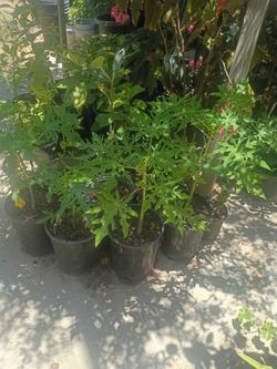 Papaya