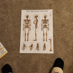 Skeletal, Muscular System Poster