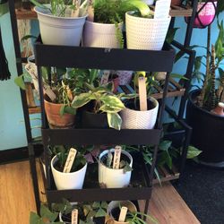 Various Plants for Sale
