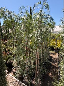 Shade trees 7-8 feet tall California peppers 5 gal