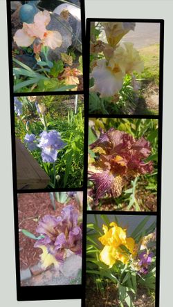 Huge plant sale