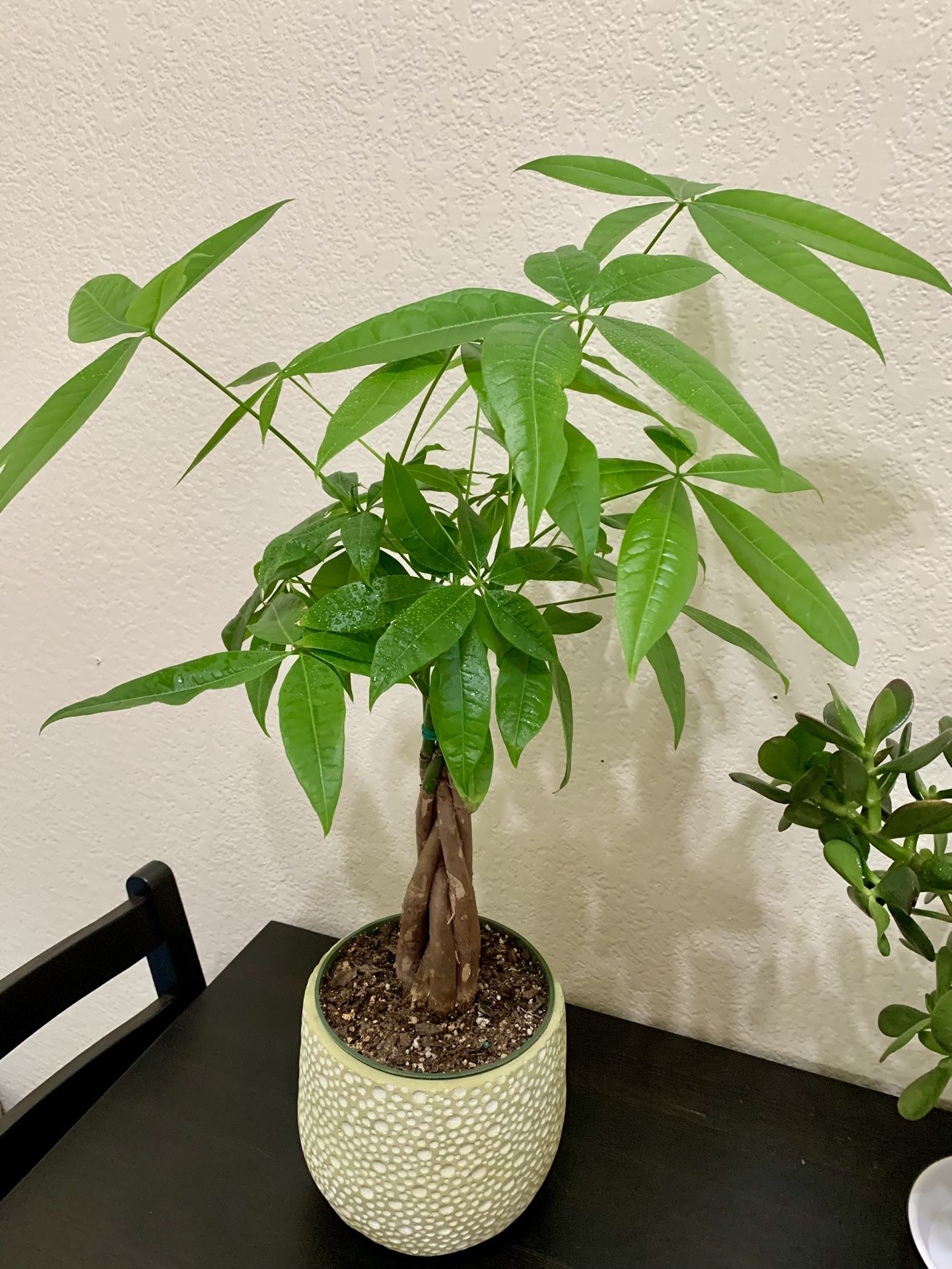 ♥️Braided Gud Luck Money Tree IN 6” Nursery Pot🙏PLS READ DESCRIPTION
