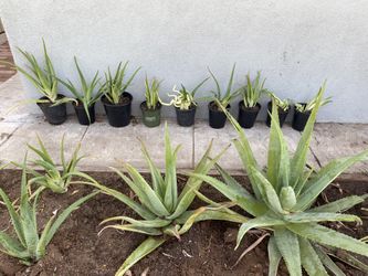 Aloe Vera Plants 