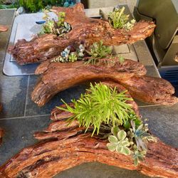 Driftwood Succulent Planters Hand Crafted And Stained 