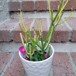 Various Plants In Ceramic Pot @$7 Each