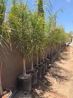 Queen palms 15 gal