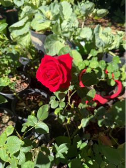 Roses in pots starter plants variety very pretty bushes