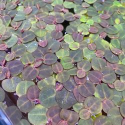 Red Root Floaters