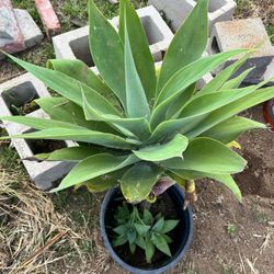 Agave Plant