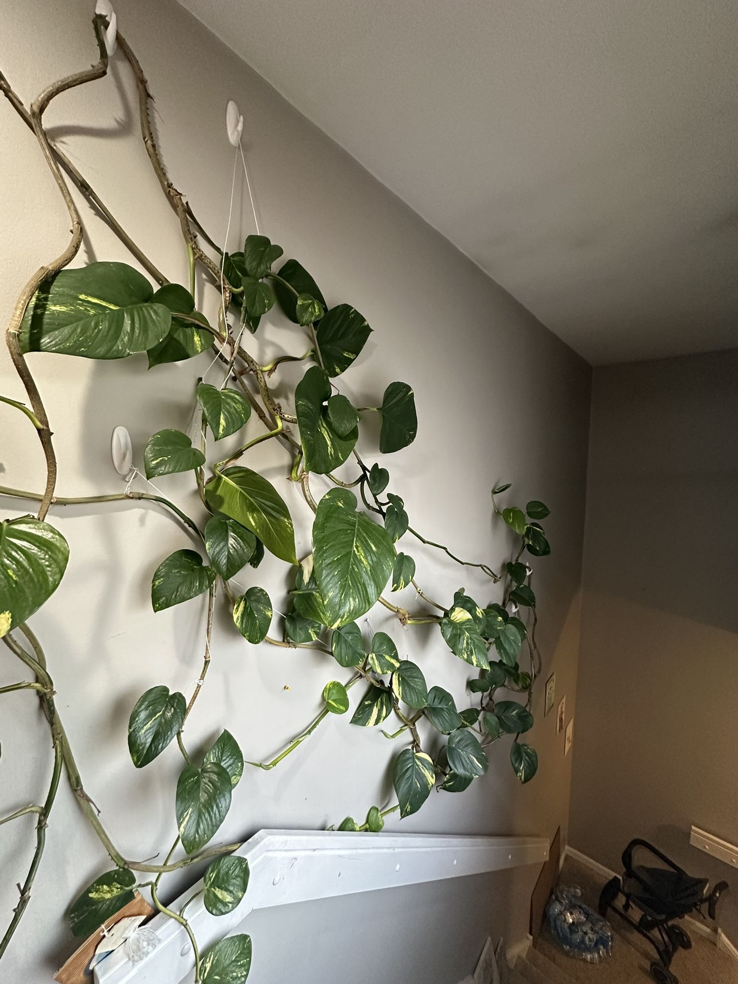 Golden pothos
