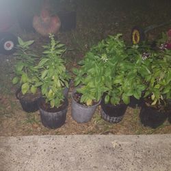 Basil "Albacar"