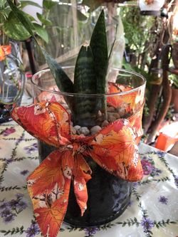 Plant used for decoration