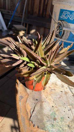 Kalanchoe Alligator Plant