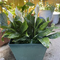 BEAUTIFUL LILLY BIG PLANT 