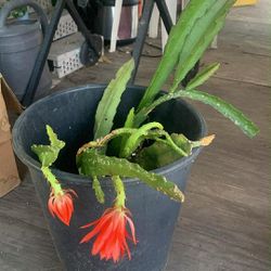 Cactus Plant Bloom Nice Flowersls 