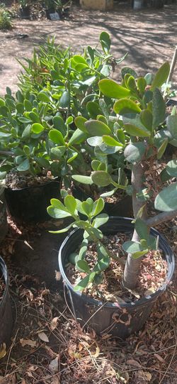 Jade plant in 5gal. Pot $5