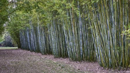 Clumping Blue Bamboos ~ B. chungii & B. chungii 'Barbellata'