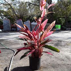 Tri Colored Ginger 3gallon 