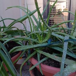 Aloe vera  with Plastic Terra Cotta Pot 
