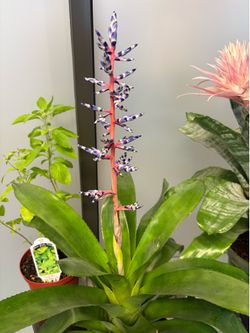 Blue Rain Aechmea