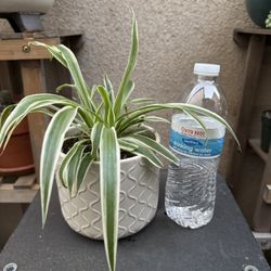 Spider Plant
