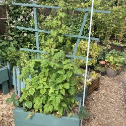Beautiful Planters  Raspberry And Strawberries And Succulents 