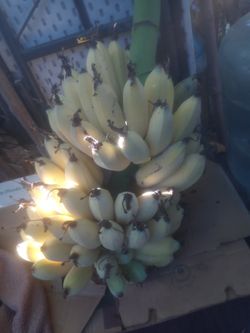 Banano Manzano