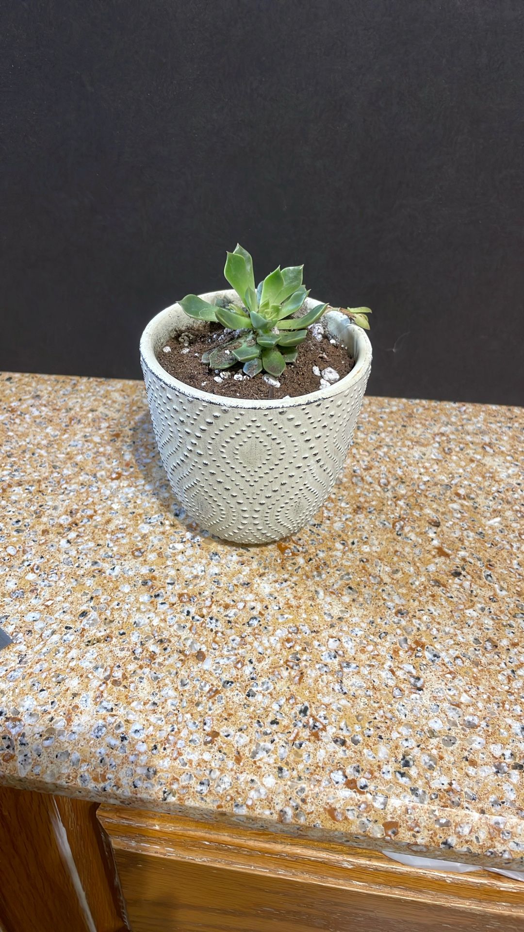 Live Succulent Plant  Gift For Any Occasion 