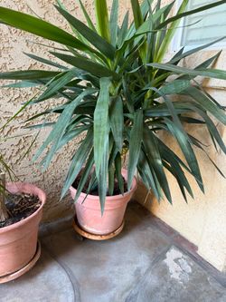 Yucca Cane Plant, Terracotta Pot + Saucer + Dolly