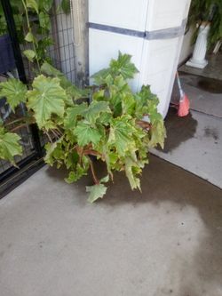 Plant