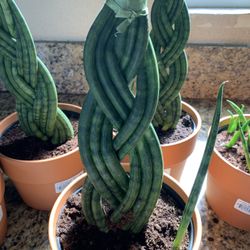 Braided Sanseviera (Snake Plant) New!! $10 Each 